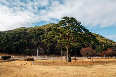 Kore, Boeun 'da Jeongipum Çam Ağacı