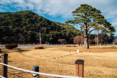 Kore, Boeun 'da Jeongipum Çam Ağacı