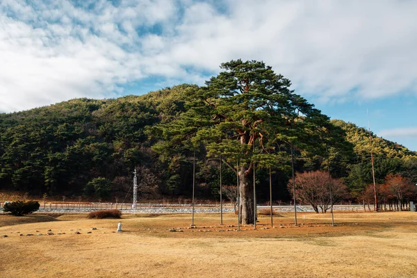 Kore, Boeun 'da Jeongipum Çam Ağacı