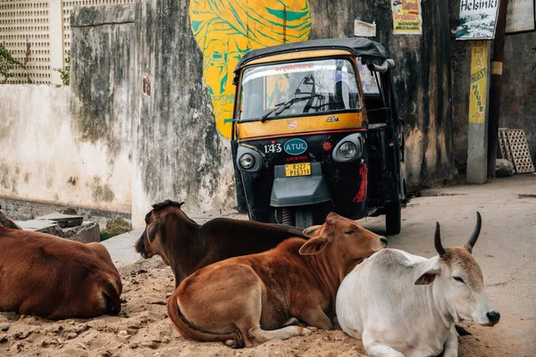 Udaipur Índia Dezembro 2017 Rickshaw Vacas Repouso — Fotografia de Stock