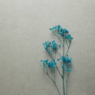 Mavi bebek nefesi, gri arka planda çingene kuru çiçekleri. Üst görünüm, boşluk kopyala