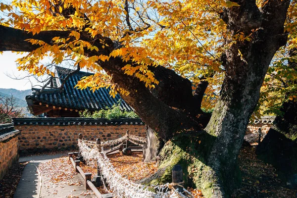 Andong Hahoe Folk Village Herfst Van Andong Korea — Stockfoto