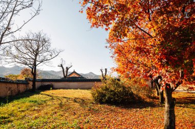 Andong, Kore 'de sonbaharda Andong Hahoe Halk Köyü