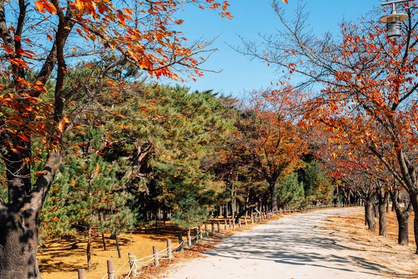 Pinien Und Ahornwaldstraße Andong Hahoe Folk Village Andong Korea — Stockfoto