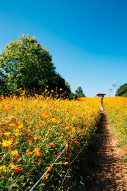 Yellow cosmos flower field at Olympic park in Seoul, Korea