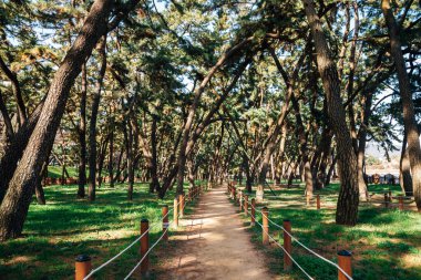 Miryang Riverside Park Yeşil Orman Yolu Miryang, Kore