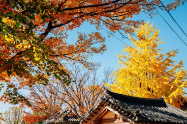 Yeongnamnu köşkü ve Miryang, Kore 'de sonbahar renkli ağaçlar