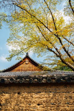 Japonya, Nara 'daki Toshodaiji tapınağı ve yeşil ağaç.