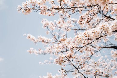 Mavi gökyüzünün altında kiraz çiçekleri