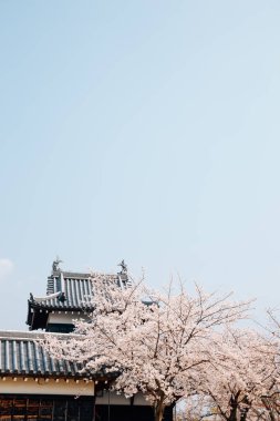 Nara, Japonya 'da kiraz çiçekleri olan Koriyama Şatosu Parkı