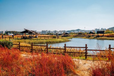 Siheung, Kore 'deki Gaetgol Eco Parkı' nın Sonbaharı