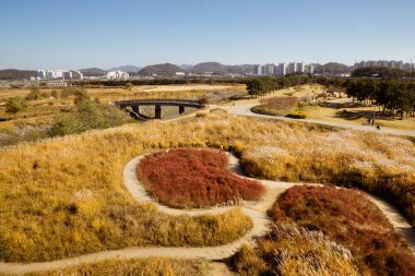 Kuru sazlıkların panoramik görüntüsü. Siheung, Kore 'deki Gaetgol Eco Parkı' nın Sonbaharı