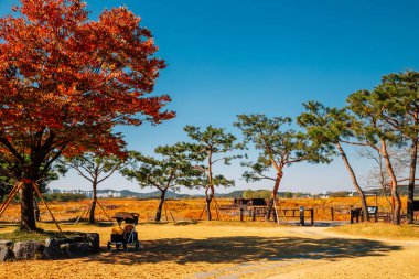 Siheung, Kore 'deki Gaetgol Eco Parkı' nın Sonbaharı