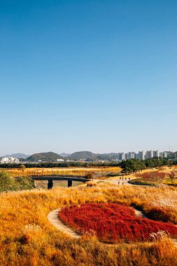 Kuru sazlıkların panoramik görüntüsü. Siheung, Kore 'deki Gaetgol Eco Parkı' nın Sonbaharı