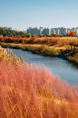 Siheung, Kore 'deki Gaetgol Eco Parkı' nın Sonbaharı
