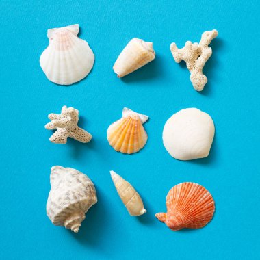 Mavi arka planda kabuklu deniz hayvanları. Yaz deniz dekorasyonu. düz alan, üst görünüm, kopyala boşluk