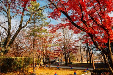 Jukseoru Pavyonu Samcheok, Kore 'de sonbahar akçaağaç ormanı