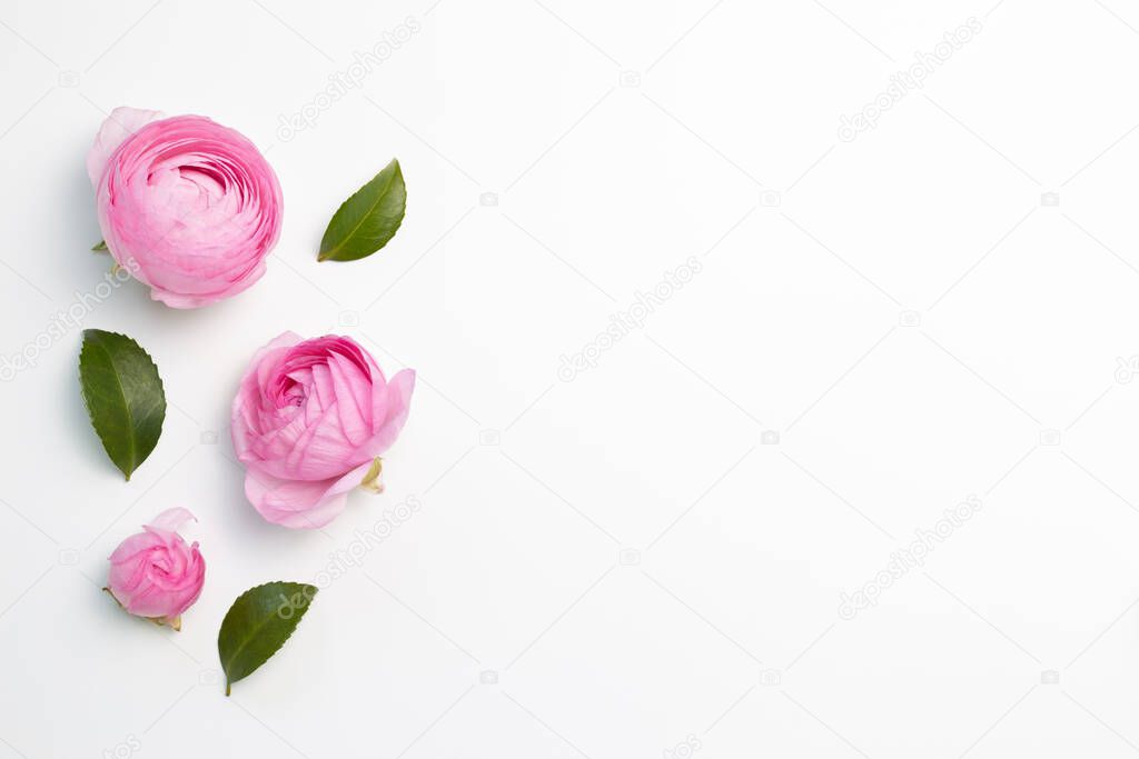 Pink ranunculus flowers on white background. flat lay, top view, copy space
