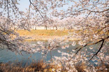 Hwanggujicheon nehir kenarı kiraz çiçekleri festivali Suwon, Kore 'de