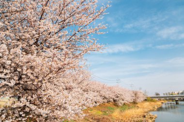 Hwanggujicheon nehir kenarı kiraz çiçekleri festivali Suwon, Kore 'de