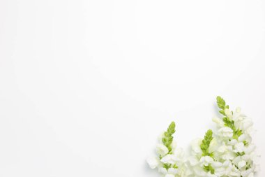 Beyaz arka planda beyaz aslanağzı çiçekleri. düz alan, üst görünüm, kopyala boşluk