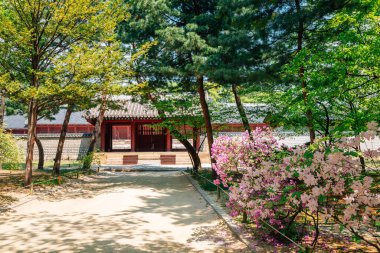 Kore, Seul 'deki Jongmyo Tapınağı Baharı