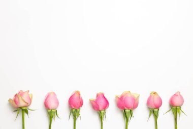 Beyaz arka planda pembe gül çiçekleri. düz alan, üst görünüm, kopyala boşluk