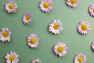 Yeşil arka planda pembe çiçekli kasımpatı. düz yatış, üst görünüm