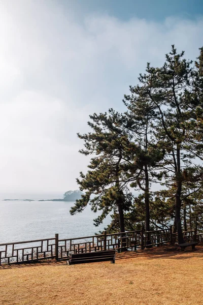 Floresta Maryang Camellia Seocheon Coréia — Fotografia de Stock