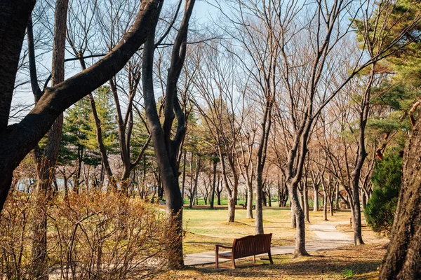 Primăvara Marelui Parc Seul Din Gwacheon Coreea — Fotografie, imagine de stoc