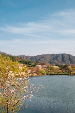 Kore, Gwacheon 'daki Seul Grand Park' ın Baharı.