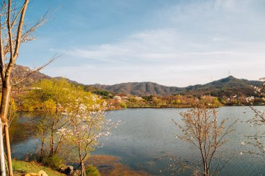 Kore, Gwacheon 'daki Seul Grand Park' ın Baharı.