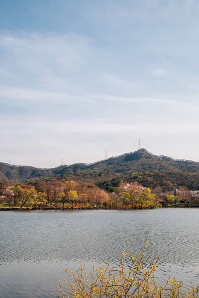 Kore, Gwacheon 'daki Seul Grand Park' ın Baharı.