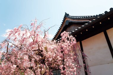 Byodo-in tapınağı ilkbaharda Uji, Kyoto, Japonya 'da