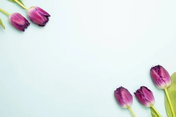 Fleurs Tulipes Pourpres Sur Fond Bleu Ciel Plan Vue Dessus — Photo