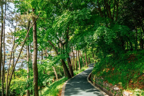 Jasan Park Green Forest Road Yeosu Corea — Foto de Stock