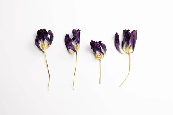 Dry Purple Tulip Flowers White Background Flat Lay Top View — Stock Photo, Image