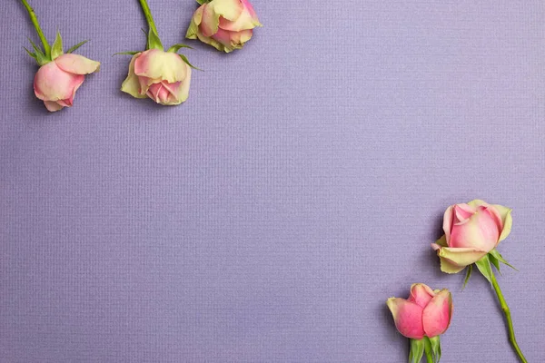 Rosa Flores Sobre Fondo Púrpura Plano Vista Superior Espacio Para — Foto de Stock