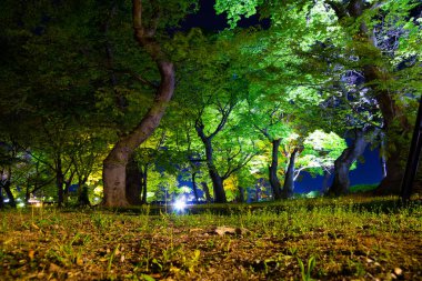 Kore 'deki Gyeongju Yeşil Ormanı gece görüşü