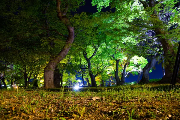 Vista Nocturna Gyeongju Gyerim Bosque Verde Corea —  Fotos de Stock