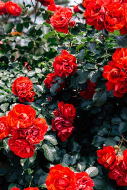 Kore, Goyang 'daki Ilsan Gölü Parkı' nda kırmızı gül duvarı.