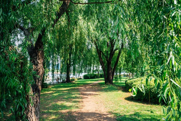 Ільсан Лейк Парк Зелений Ліс Гояні Корея — стокове фото