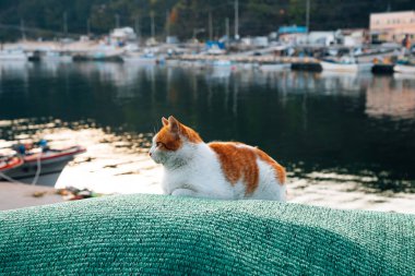 Kore, Yeongdeok 'taki Gyeong Jeong Limanı' nda oturan kedi.