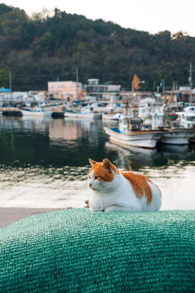 Καθισμένη Γάτα Στο Λιμάνι Gyeongjeong Στο Yeongdeok Της Κορέας — Φωτογραφία Αρχείου