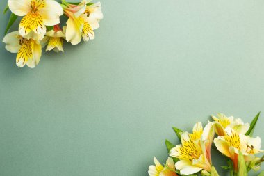 Yeşil arka planda sarı Alstroemeria çiçekleri çerçevesi. Çiçek süslemesi. düz alan, üst görünüm, kopyala boşluk