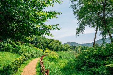 Kore 'deki Incheon Grand Park' ta orman yolu.