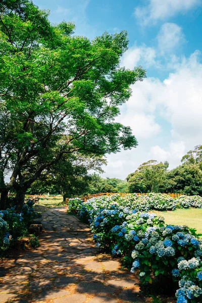 Jardín Flores Hortensias Honinji Pond Isla Jeju Corea —  Fotos de Stock