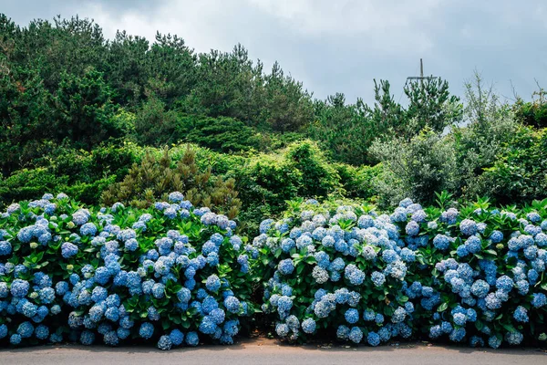 Jongdal-ri hydrangea flowers road in Jeju Island, Korea