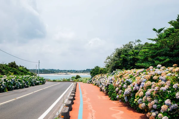Jongdal Hortensias Flores Carretera Playa Hado Isla Jeju Corea — Foto de Stock