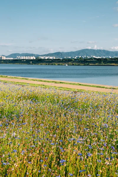 Namyangju Hangang River Park Sampae District Spring Korea — Stock Photo, Image